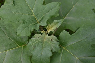 (Solanum torvum) Hindi üzümü bitkisinin tepesinde yaprakların yetişmesi görüntüsü)