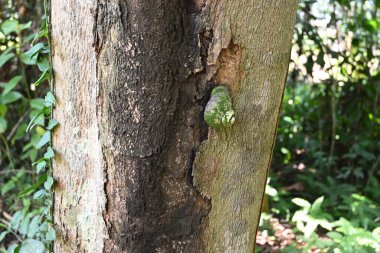 Dev bir kara salyangozunun (Acavus Phoenix) Nedun ağaç gövdesine yapışmış görüntüsü
