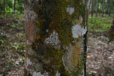 Pogonatum ve alglerin yanında kauçuk ağaç gövdesinde büyüyen eşsiz beyaz yosunların görüntüsü