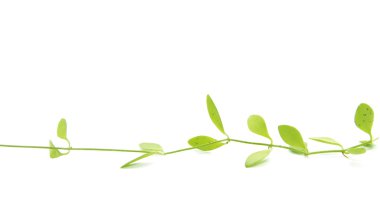 Yeşil doğal yaprakları