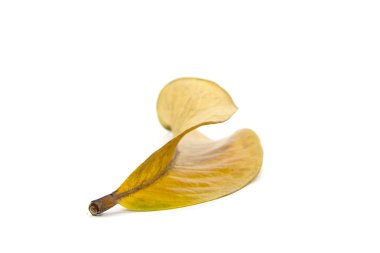 Sonbaharda sarı yaprak