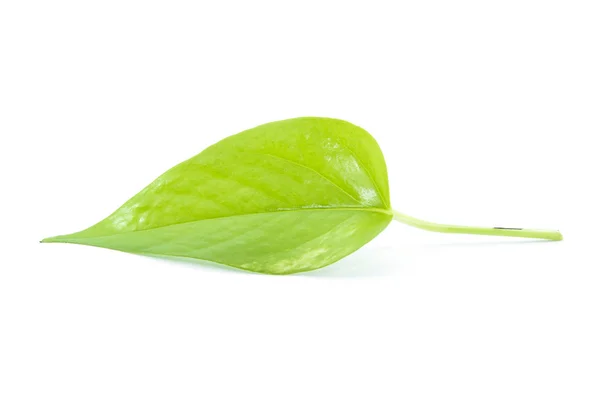 Green leaf heart shape with branch — Stock Photo, Image
