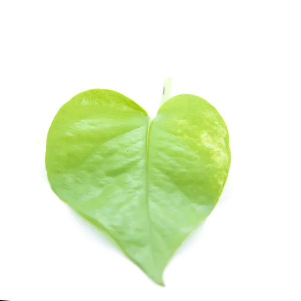 Forma de corazón de hoja verde con textura — Foto de Stock