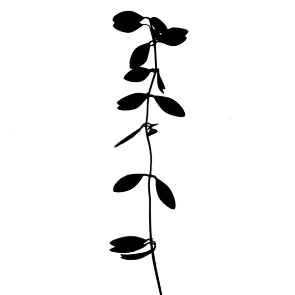 Přirozené listy šplhání rostlin — Stock fotografie