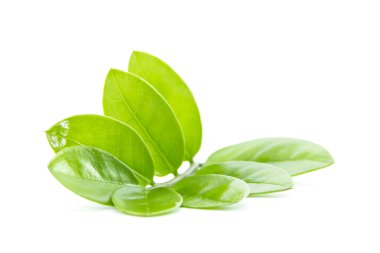 Denge yeşil yaprakları