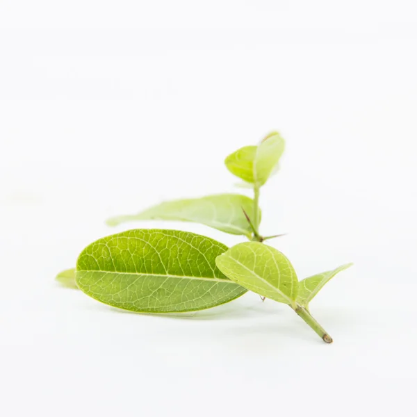Green natural leaves — Stock Photo, Image