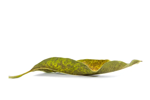 Dried yellow and green leaf — Stock Photo, Image