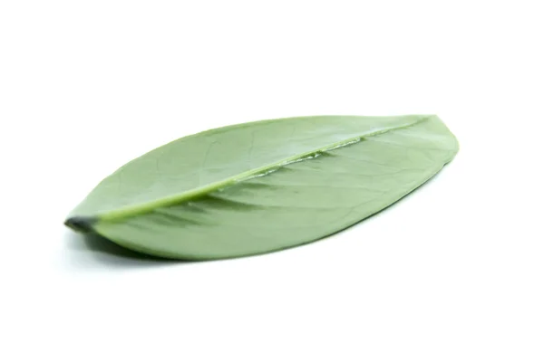 Natural green leaf — Stock Photo, Image