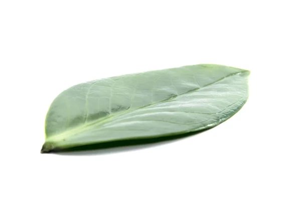 Natural green leaf — Stock Photo, Image