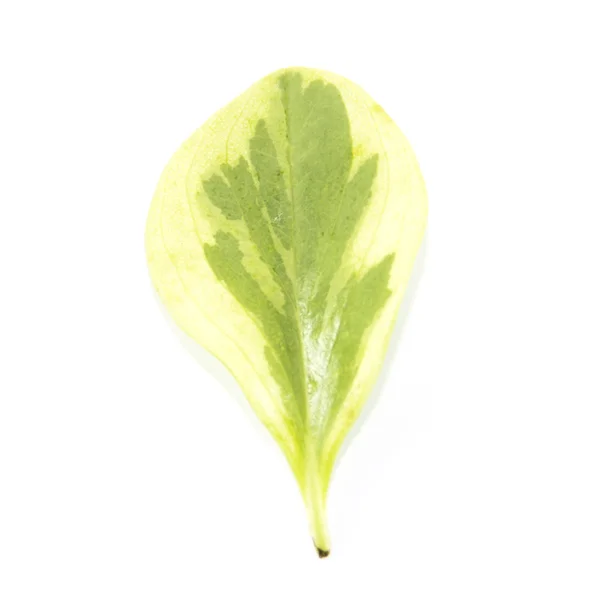 Light yellow leaf with green pattern — Stock Photo, Image