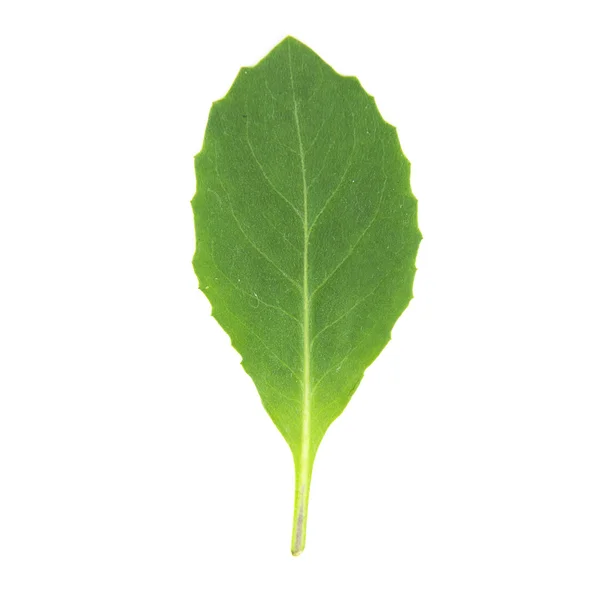 Smooth green leaf jagged shape — Stock Photo, Image