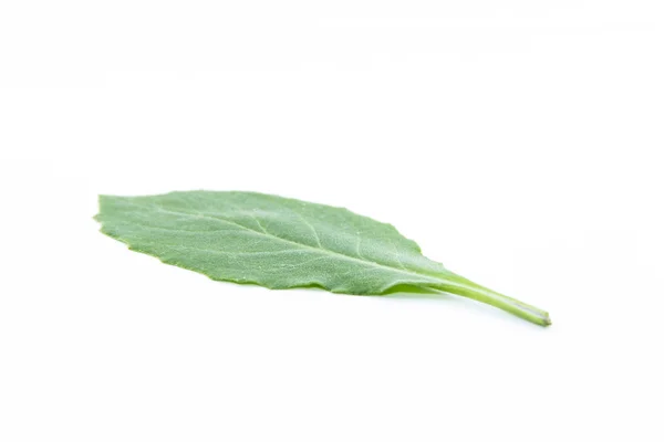 Smooth green leaf — Stock Photo, Image