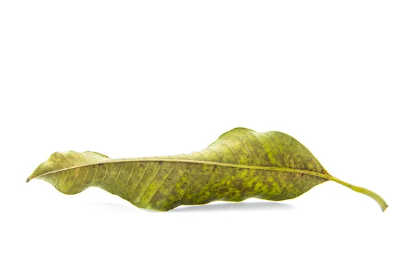 Kurutulmuş sarı ve yeşil arka yan yaprak