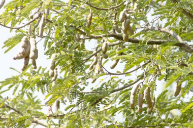 Demirhindi sopa ağaç dalları üzerinde