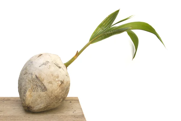 Semilla de coco con hojas verdes — Foto de Stock