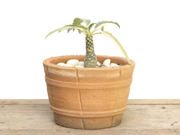 Cactus lämnar i kokos träd form — Stockfoto