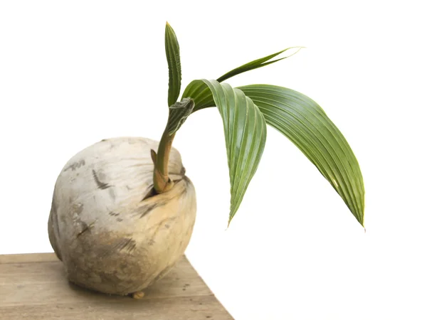 緑の葉とココナッツの種子 — ストック写真