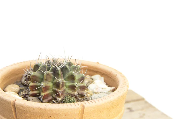 Dried cactus with green and red color — Stock Photo, Image