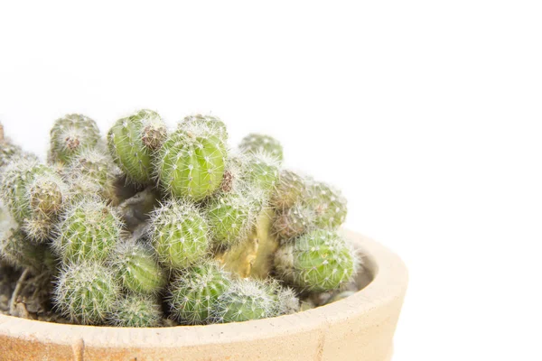 Groep van groene thorn cactus — Stockfoto