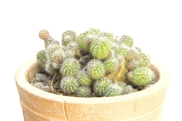 Group of Green thorn cactus — Stock Photo, Image