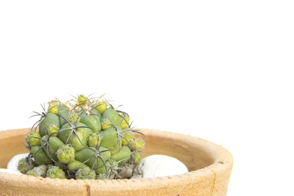 Vijf thorn groene cactus met witte stenen — Stockfoto