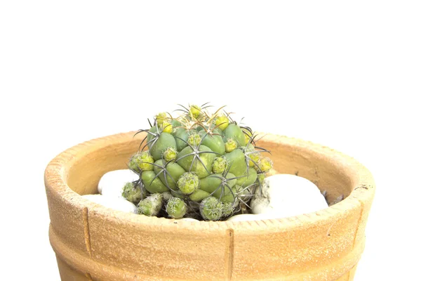 Cinco cactus verde espina con rocas blancas — Foto de Stock