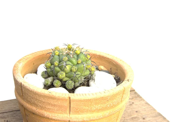 Five thorn green cactus in corner — Stock Photo, Image