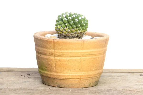 Cactus with smooth spines — Stock Photo, Image