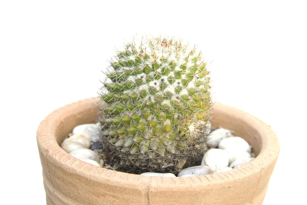 Cactus con espinas anaranjadas — Foto de Stock