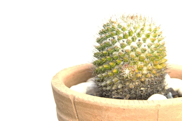 Cactus met gele scherpe stekels — Stockfoto