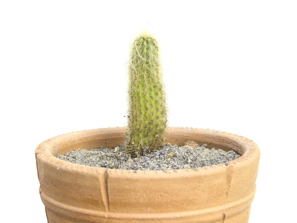 Rechte cactus met zachte stekels — Stockfoto