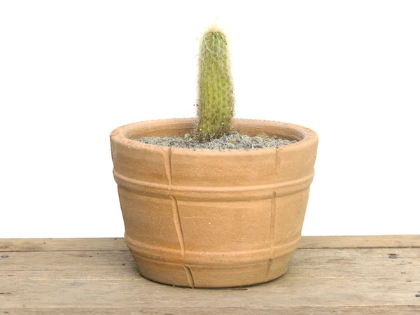 Straight cactus with soft spines in pot — Stock Photo, Image