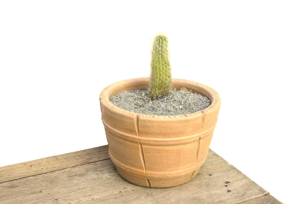 Rovný kaktus s jemnými ostny v rohu — Stock fotografie