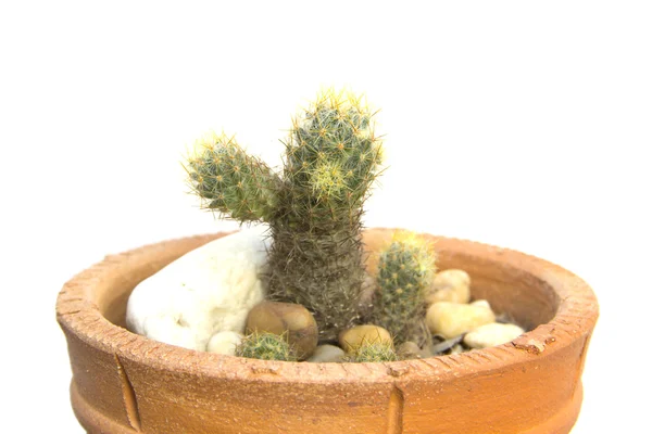 Kaktus větev s ostrým trnem v hrnci — Stock fotografie