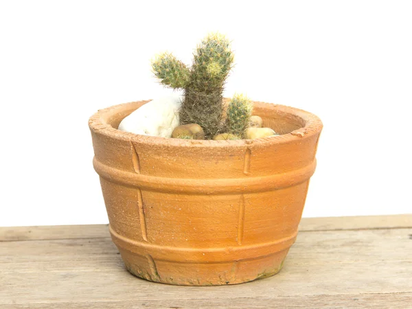 Rama de cactus con espina afilada en maceta — Foto de Stock