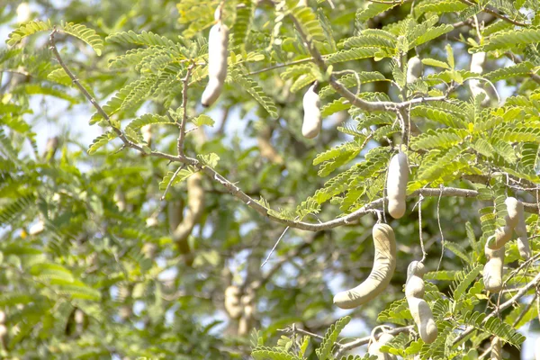 Demirhindi sopa ağaç dalları üzerinde
