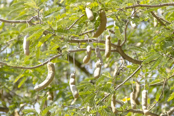 Paus de tamarind em galhos de árvore — Fotografia de Stock