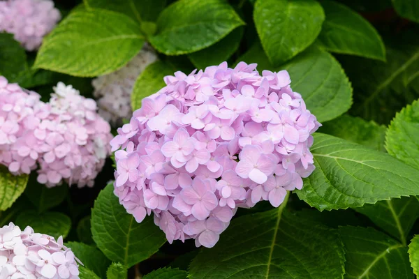 Hortensior blommar i trädgården — Stockfoto