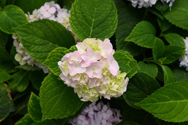 Hydrangeas mekar di taman — Stok Foto