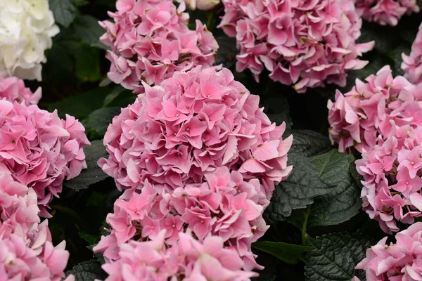 Hydrangeas mekar di taman — Stok Foto