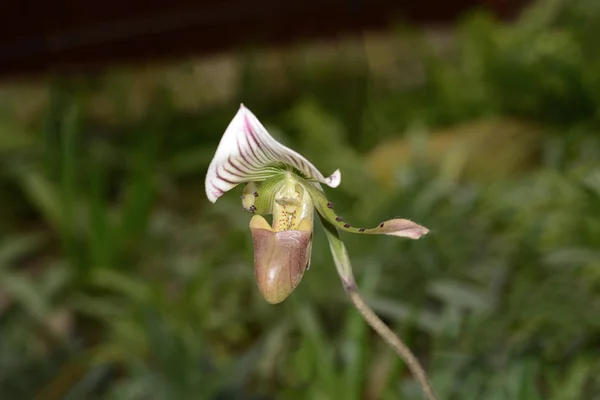 Paphiopedilum villosum florescendo no jardim — Fotografia de Stock