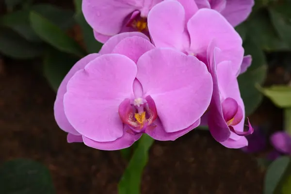 Pembe orkide phalaenopsis. Buket çiçek orkide. — Stok fotoğraf