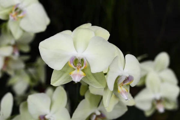 Bahçede çiçek açan Phalaenopsis — Stok fotoğraf