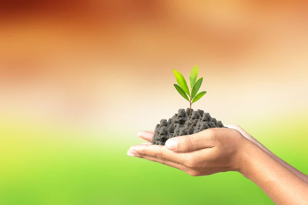 We love the world of ideas, man planted a tree in the hands — Stock Photo, Image
