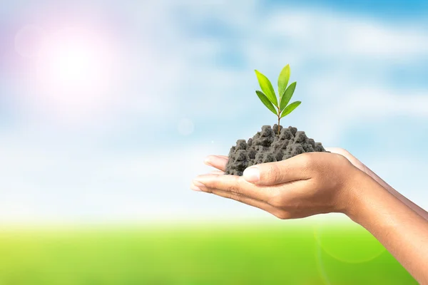 We love the world of ideas, man planted a tree in the hands — Stock Photo, Image