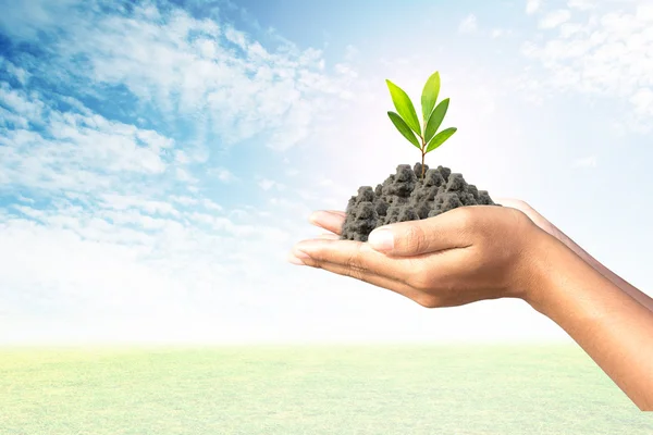 We love the world of ideas, man planted a tree in the hands — Stock Photo, Image