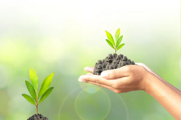 Mano sosteniendo plántulas verdes con tierra — Foto de Stock