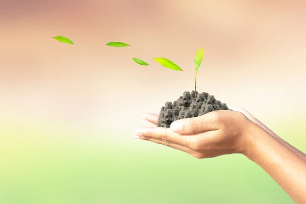 We love the world of ideas, man planted a tree in the hands — Stock Photo, Image