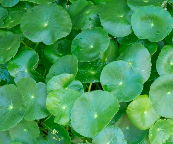 Asiatic Pennywort, Centella asiatica — Stok Foto