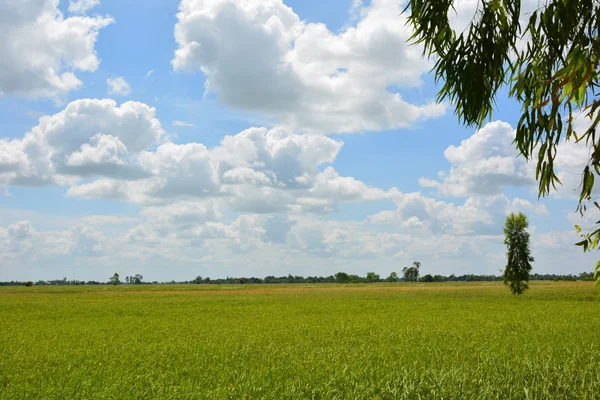 Campos de arroz céu e A árvore — Fotografia de Stock